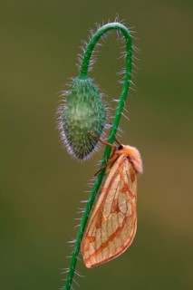 Ghost Moth