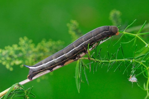 Hummingbird Hawkmoth