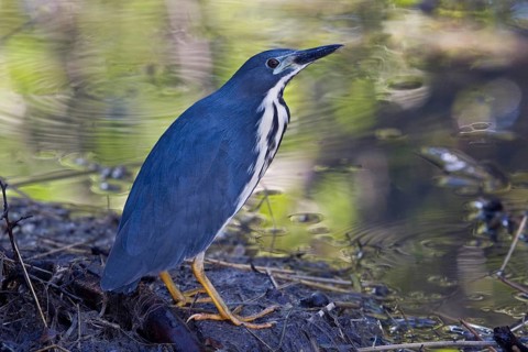 Grey Bittern