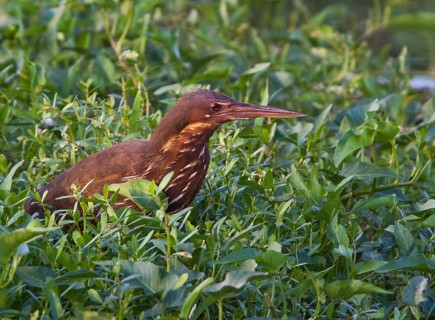 Little Bittern