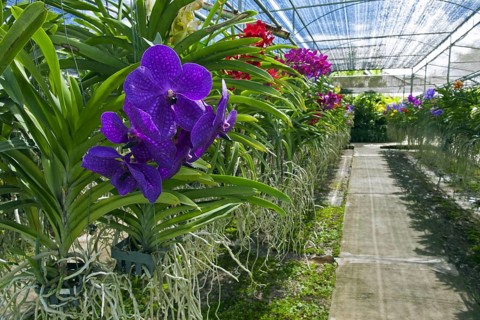 Colourful orchids in the greenhouse