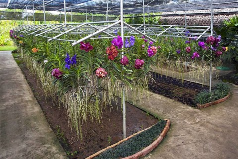 Colourful orchids in the greenhouse