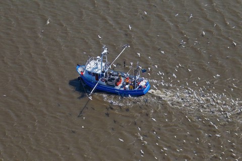 Aerial view of blue shrimp trawler boat fishing for shrimp at sea followed by seagulls