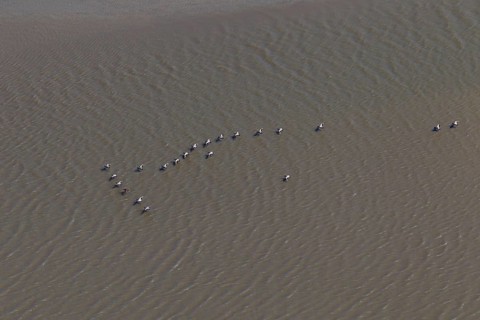Flock of common eiders