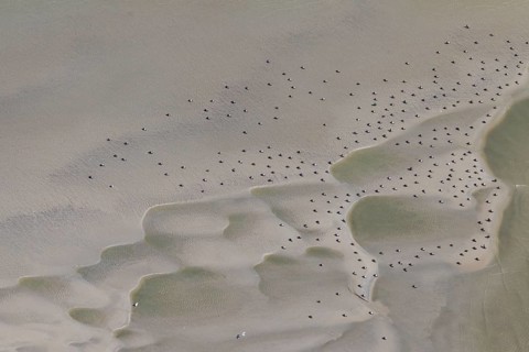 Resting flock of common eiders
