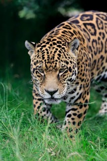 Jaguar