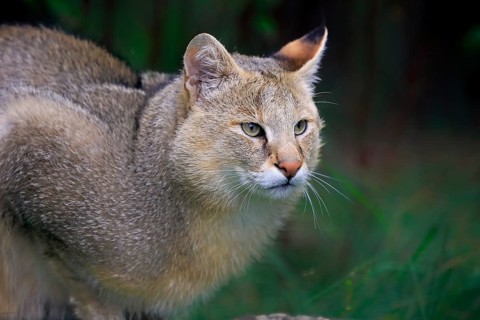 Jungle cat