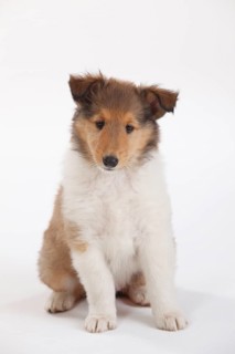 Collie