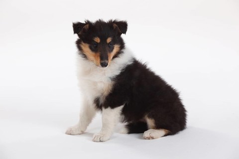 Collie