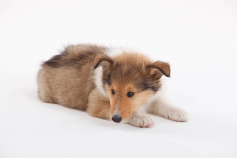 Collie