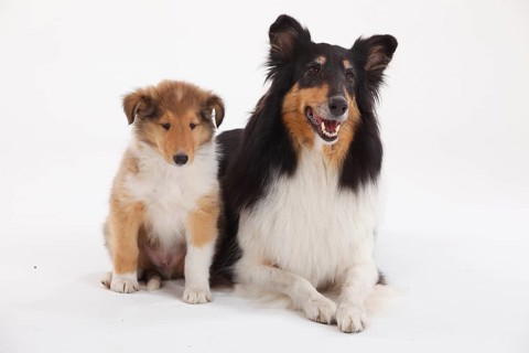 Collie