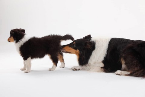 Rough Collie
