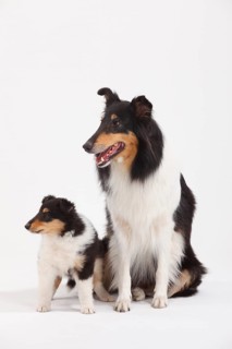 Rough Collie