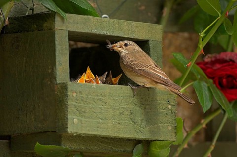 Spotted Flycatcher