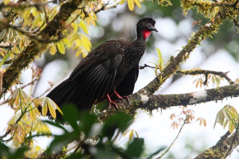 Crested Guan
