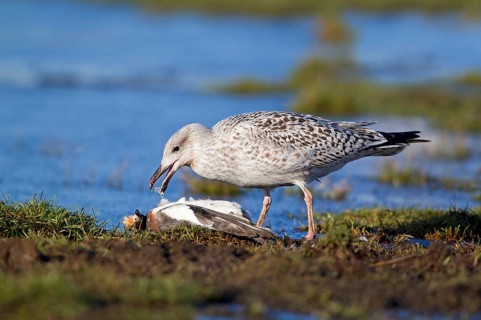 Great black-backed gull