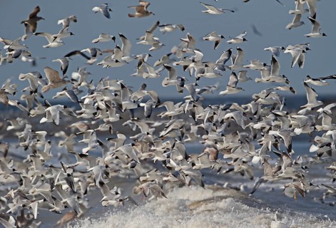 European herring gull