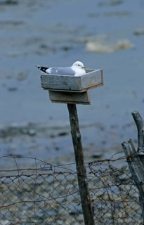 Common gull