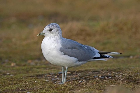 Common gull