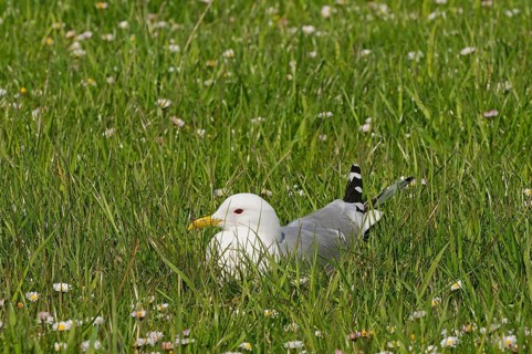 Common Gull