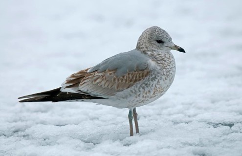 Common gull