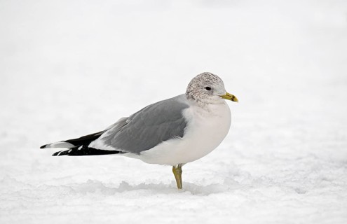 Common gull
