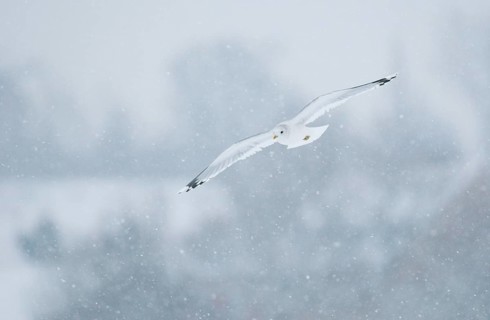 Common Gull