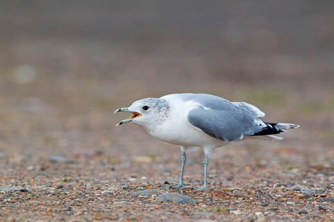 Common gull
