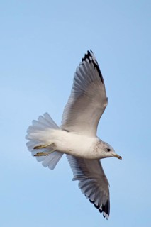 Common gull