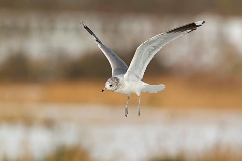 Common gull