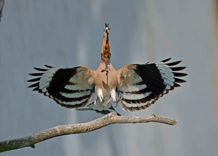 Eurasian Hoopoe