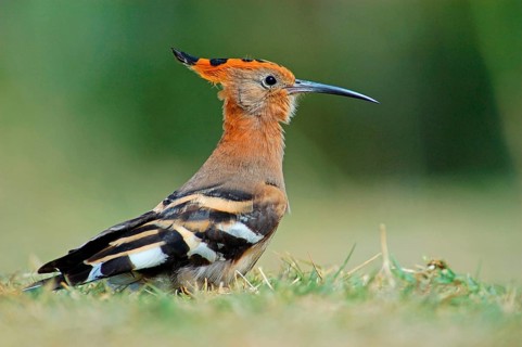 Upupa africana Hoopoe