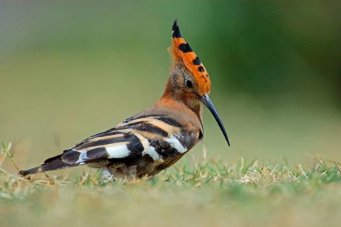 Upupa africana Hoopoe