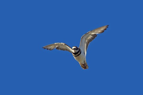 Killdeer