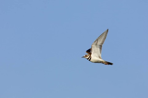 Killdeer