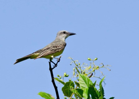Tropical tropical kingbird