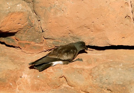Band-rumped storm petrel