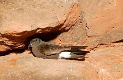 Band-rumped storm petrel