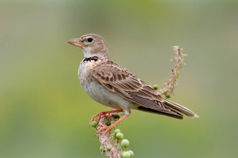 Bimaculated bimaculated lark