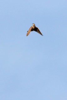 Bimaculated bimaculated lark