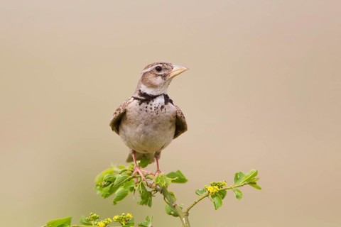 Calandra Lark