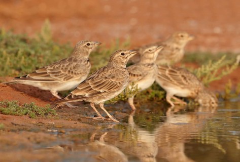 Calandra Lark