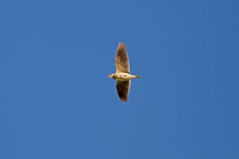 Calandra Lark