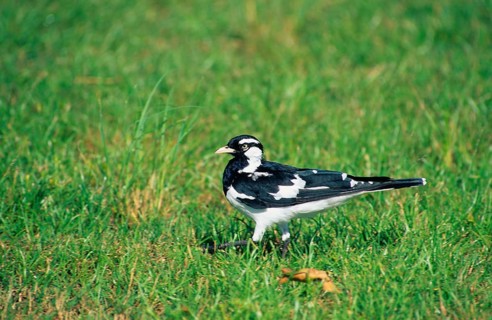 Magpie Lark