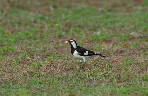 Magpie