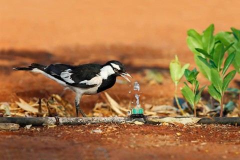 Australian magpie lark