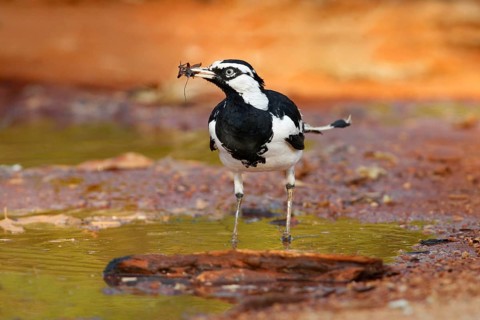Australian magpie-lark