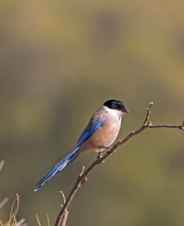 Azure azure-winged magpie