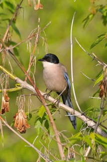 Blue azure-winged magpie