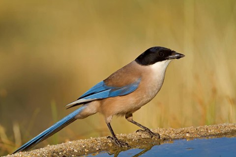 Azure-winged Magpie